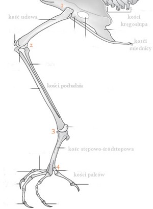 kości nogi