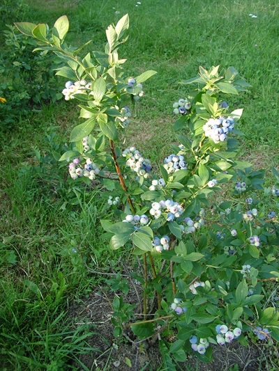 borowka amerykanska