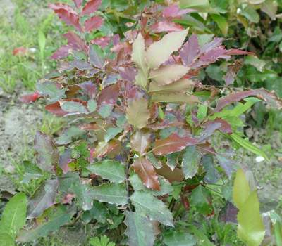 mahonia