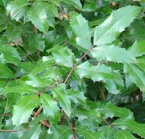 mahonia