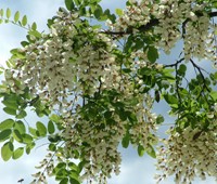 robinia