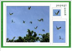 Kalendarz z papugami na 2008 rok - do �ci�gni�cia za darmo