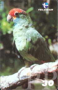 Amazona rhodocorytha (amazonka tczowa)