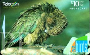 Nestor notabilis (kea)