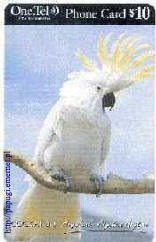 Cacatua galerita (kakadu toczuba)