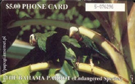Amazona leucocephala (amazonka kubaska)