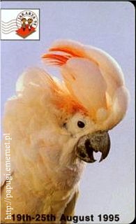 Cacatua moluccensis (kakadu molucka)