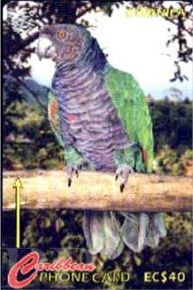 Amazona imperialis (amazonka cesarska)