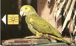 Amazona xanthops (amazonka tobrzucha)