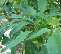 datura