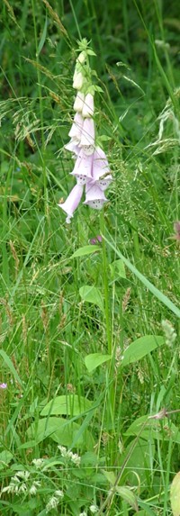 naparstnica