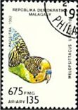 Melopsittacus undulatus (papuka falista), 1992