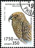 Nestor notabilis (kea), 1992