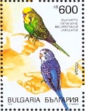 Melopsittacus undulatus (papuka falista), 1999