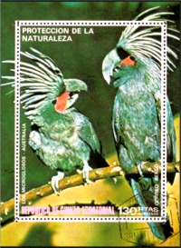 Probosciger aterrimus (aobnica palmowa), 0
