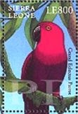 Eclectus roratus (barwnica), 2000