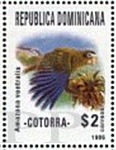 Amazona ventralis (amazonka czarnoucha), 1996