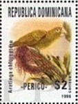 Aratinga chloroptera (Konura haitaska), 1996
