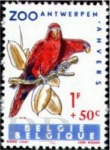 Eos bornea (lora karmazynowa), 1962