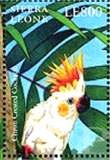 Cacatua sulphurea (kakadu tolica), 2000