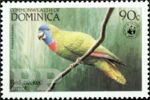 Amazona arausiaca (amazonka dominikaska), 1984
