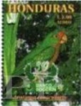 Aratinga canicularis (Konura pomaraczowoczelna), 1999