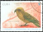 Nestor notabilis (kea), 1990