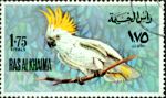 Cacatua galerita (kakadu toczuba), 1972