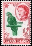 Amazona leucocephala (amazonka kubaska), 1962