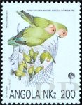 Agapornis roseicollis (nierozczka czerwonoczelna), 1992