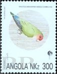 Agapornis roseicollis (nierozczka czerwonoczelna), 1992