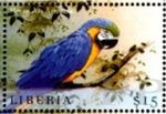 Ara ararauna (ara ararauna), 1999