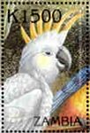 Cacatua galerita (kakadu toczuba), 2000