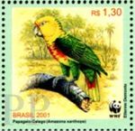 Amazona xanthops (amazonka tobrzucha), 2001