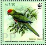 Aratinga auricapilla (konura zotoczelna), 2001