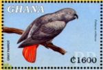 Psittacus erithacus (ako), 2000