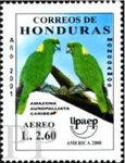 Amazona oratrix (amazonka togarda), 2001