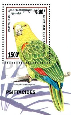 Amazona oratrix (amazonka togarda), 1995