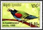 Pionus senilis (piona biaoczelna), 1989