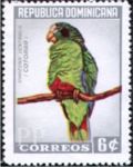 Amazona ventralis (amazonka czarnoucha), 1964