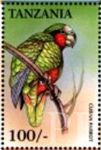 Amazona leucocephala (amazonka kubaska), 1999