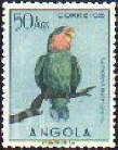 Agapornis roseicollis (nierozczka czerwonoczelna), 1951