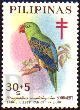 Tanygnathus megalorynchos (papuga wielkodzioba), 1967