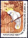 Cacatua galerita (kakadu toczuba), 1967