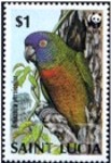 Amazona versicolor (amazonka modrogowa), 1987