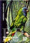 Amazona arausiaca (amazonka dominikaska), 1995