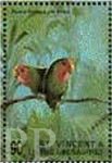 Agapornis roseicollis (nierozczka czerwonoczelna), 1998
