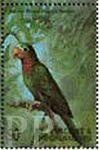 Amazona collaria (amazonka jamajska), 1998