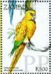 Guarouba guarouba (konura zota), 1998