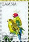 Melopsittacus undulatus (papuka falista), 1998